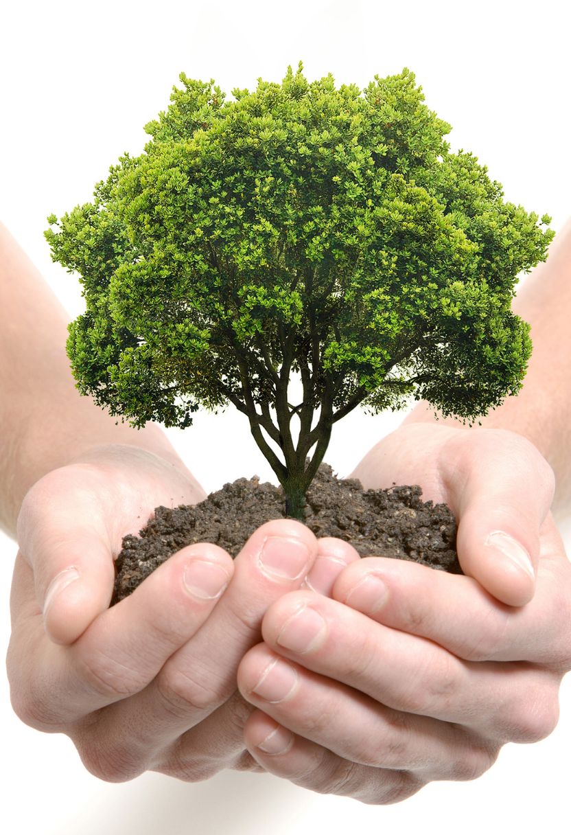 Role of Microorganisms and Soil Fauna in Nutrient Cycling
