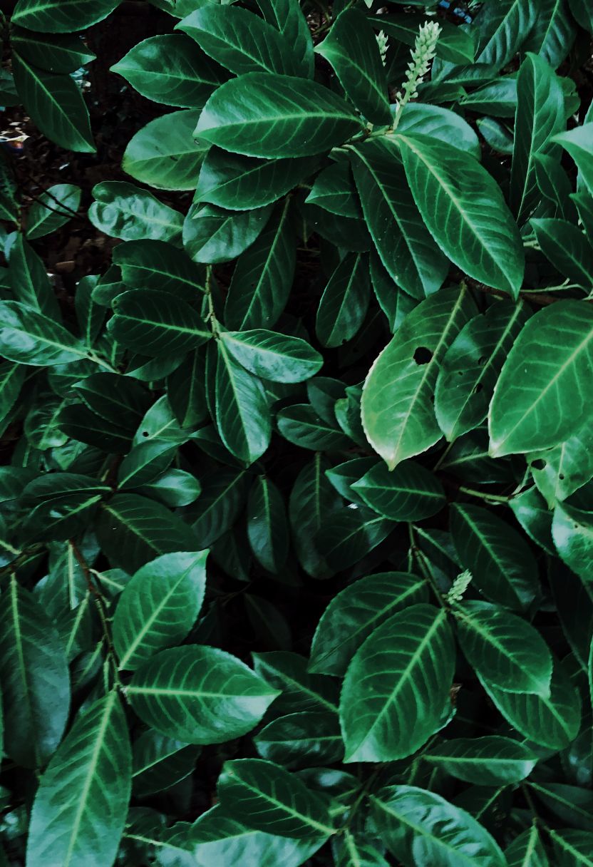 Conservation Strategies to Preserve and Enhance Species Richness